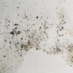 Moisissure sur les murs : comprendre les causes, dangers et solutions